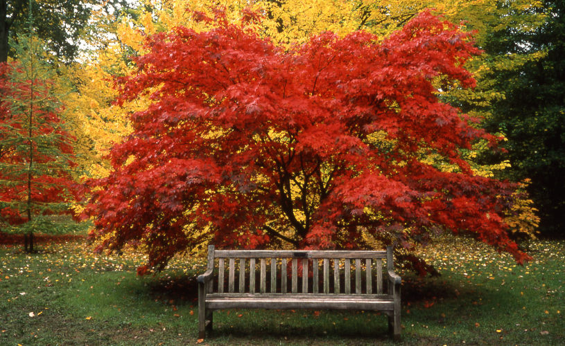 Westonbirt Arboretum in autumn